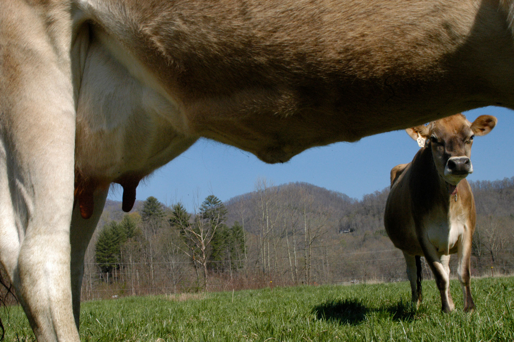 Underside of a cow with another cow in the background