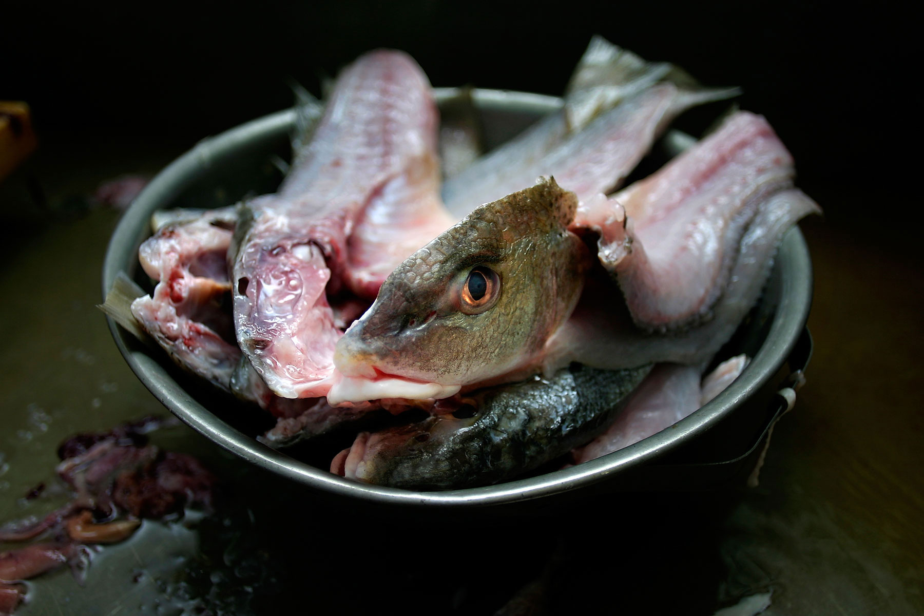 A bowl full of gutted fish, one of whose eyes glares at the camera