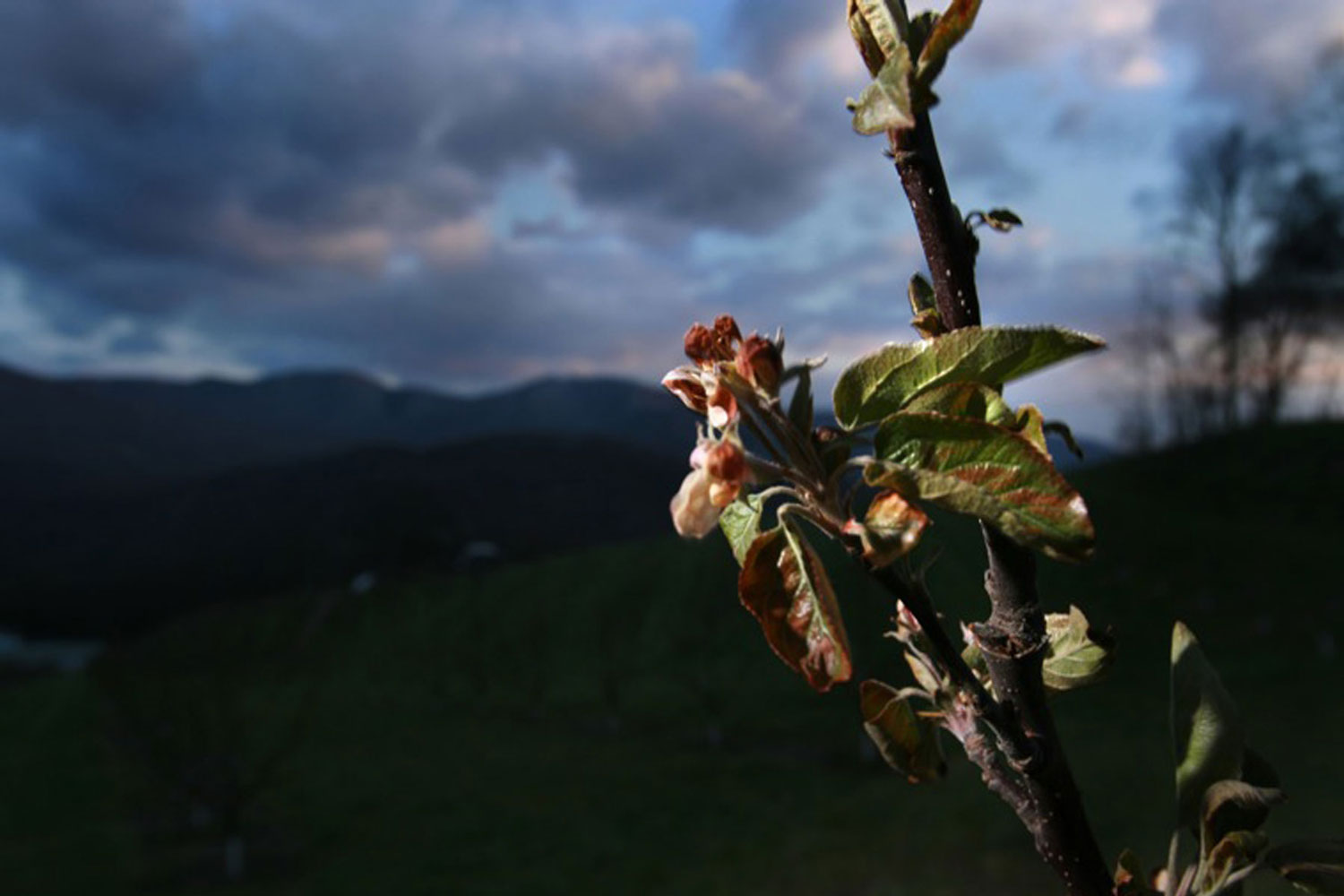 A slowly dying flower branch sits ahead of a mountain backdrop