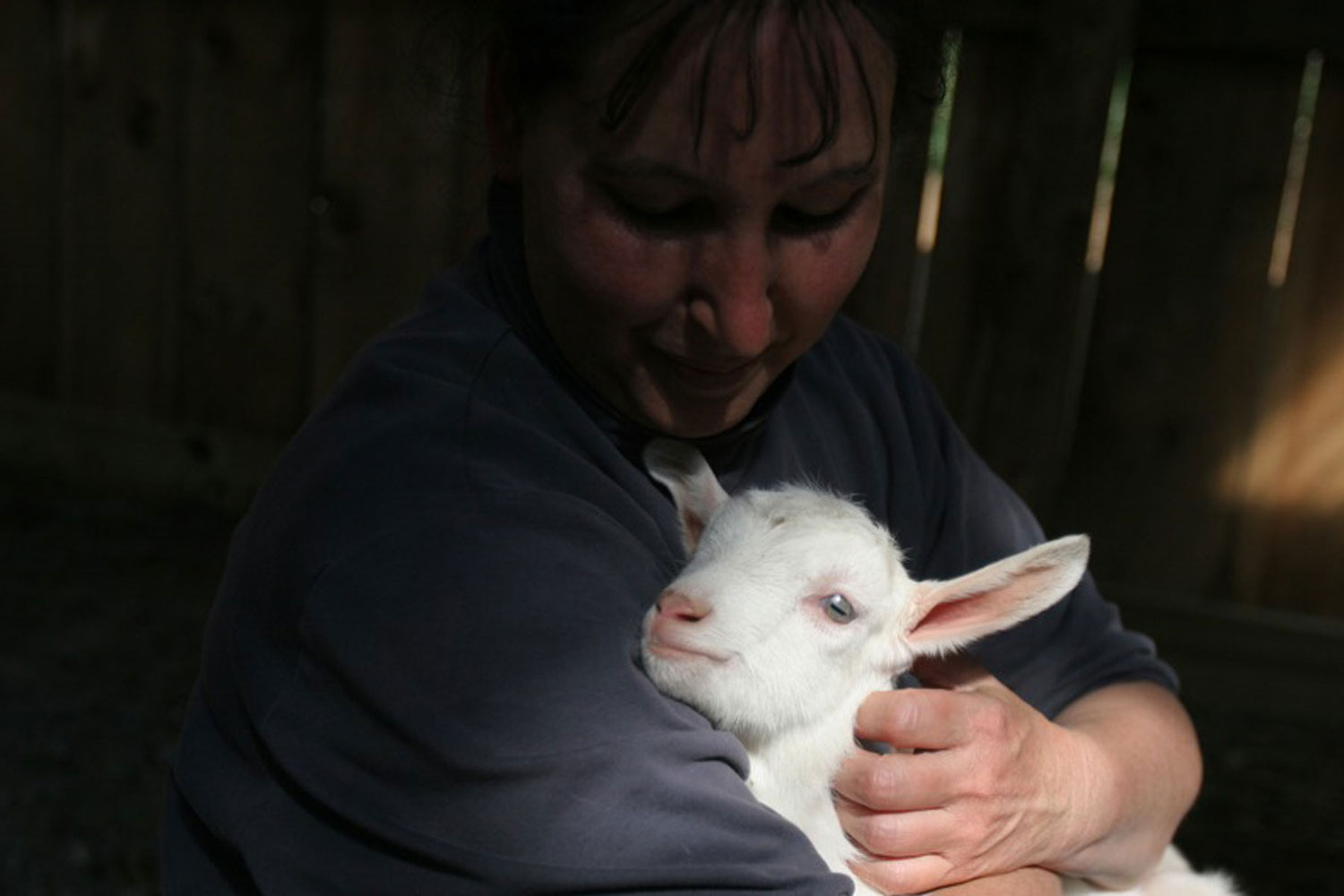 A baby lamb sits in the arms of a woman who looks tenderly at it
