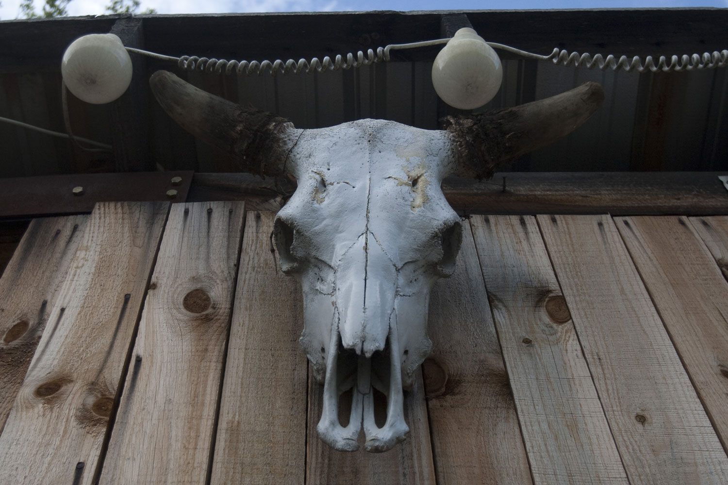 A cow's skull sits on a wooden outdoor walls