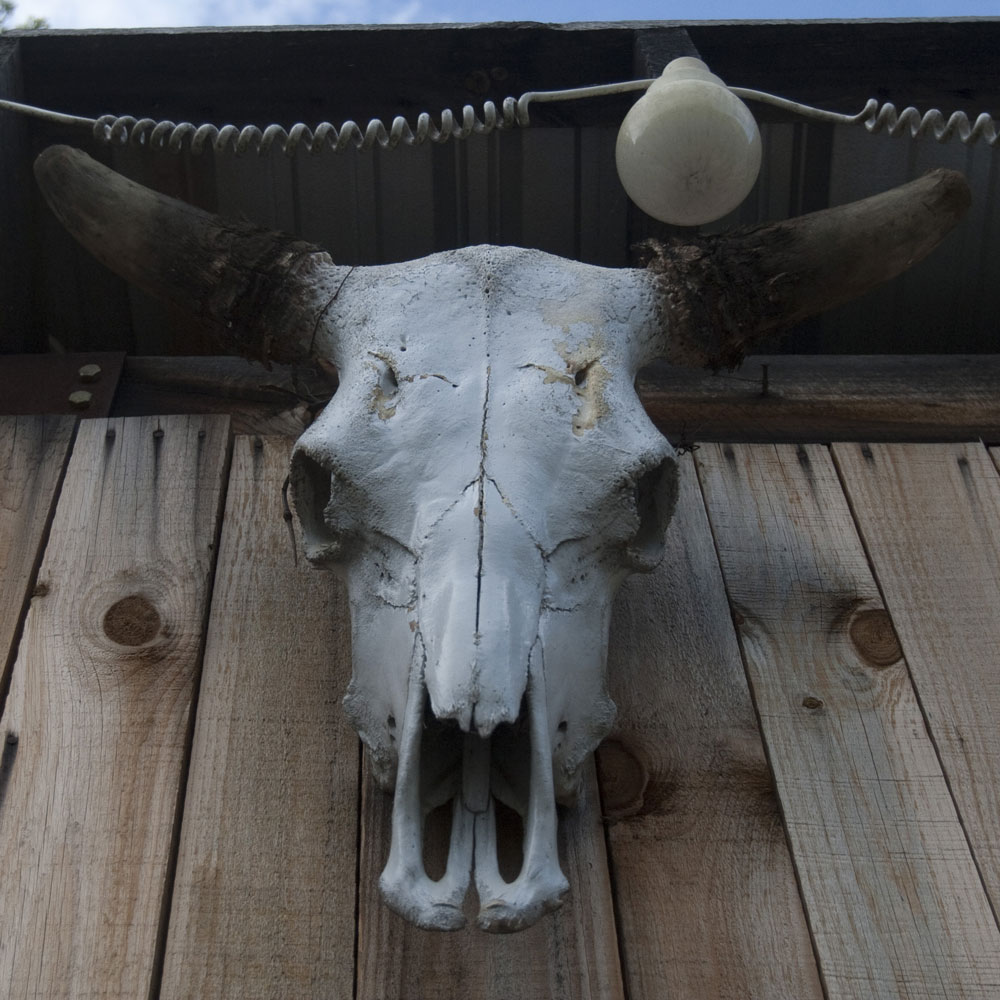 A cow's skull sits on a wooden outdoor walls