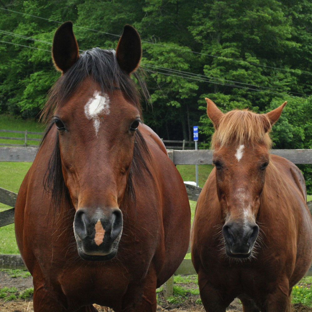 A set of brown horses look directly to camera