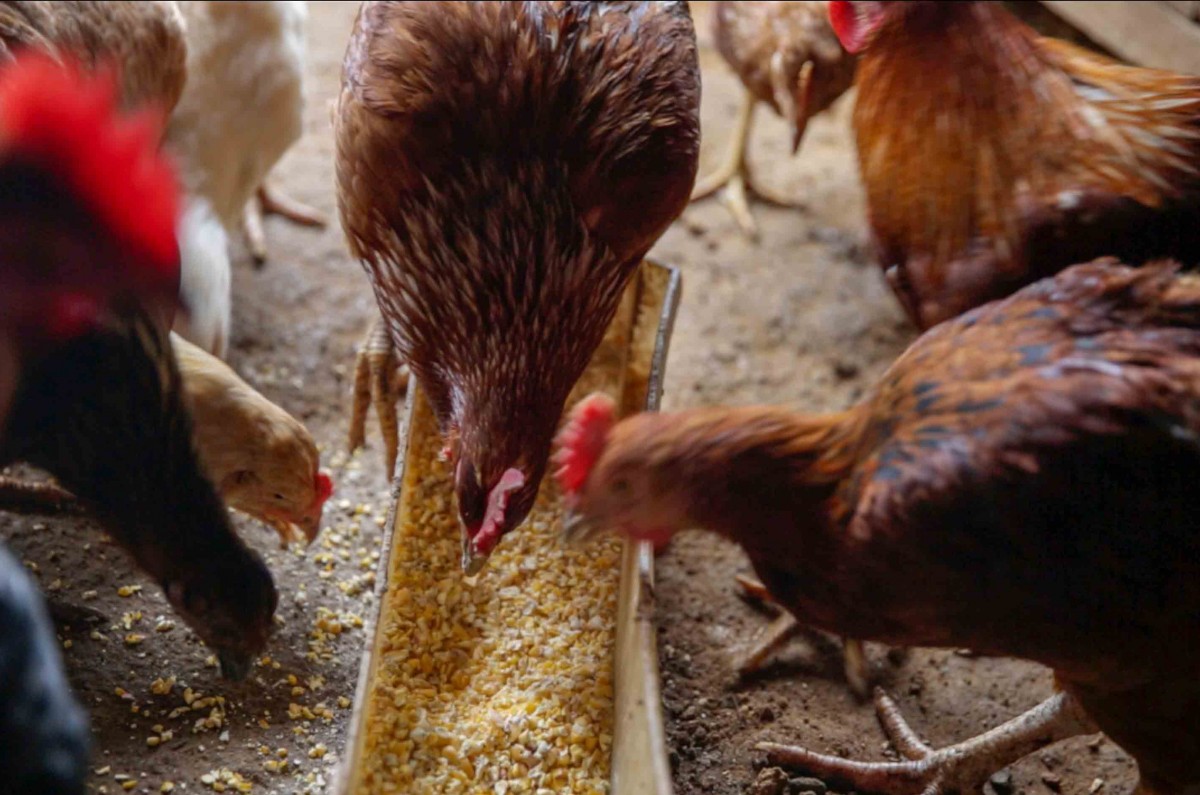 Yang feeds chicken with rice every morning. Yang has chicken farm in his backyard, a tradition that his family held back in Vietnam.