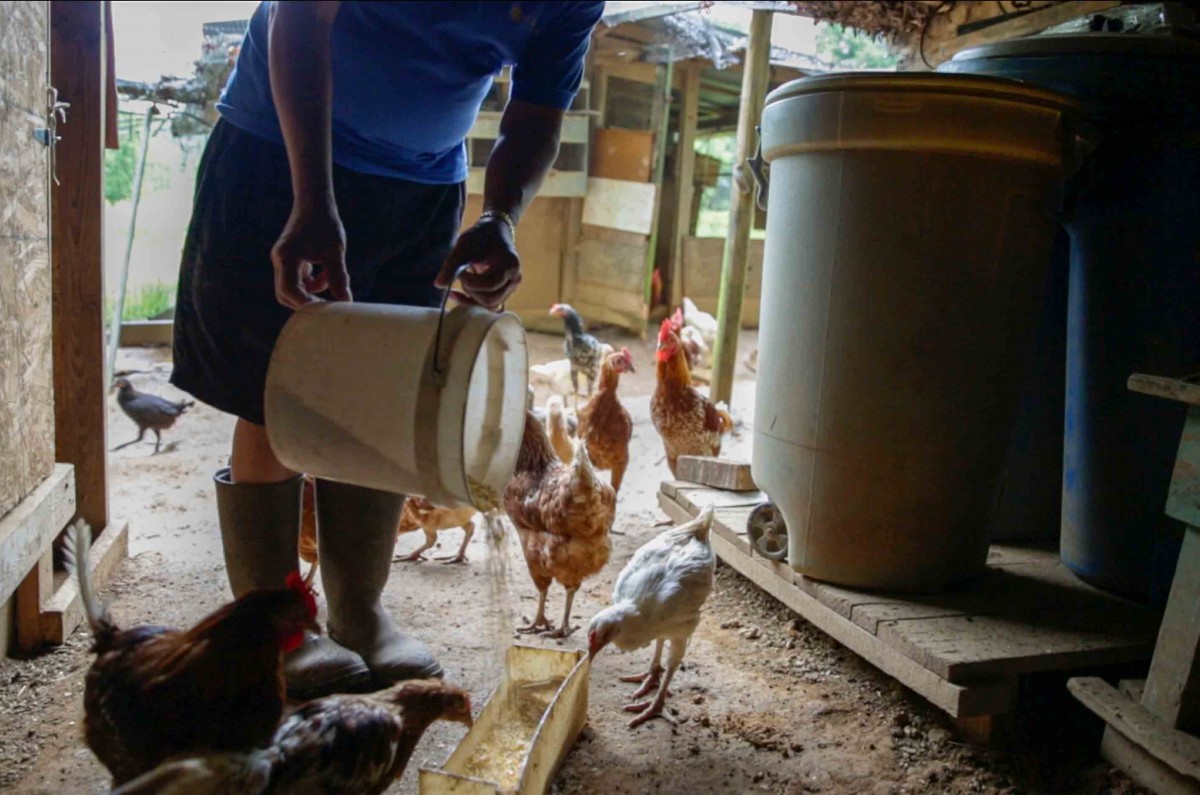 Yang feeds chicken with rice every morning. Yang has chicken farm in his backyard, a tradition that his family held back in Vietnam.