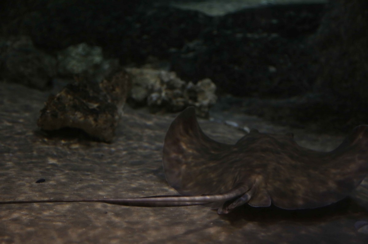 A stingray named Splash swims through the saltwater aquariums “Sharks and Rays” exhibit. He is aptly named Splash due to his tendency to splash people as they walk through the aquarium.