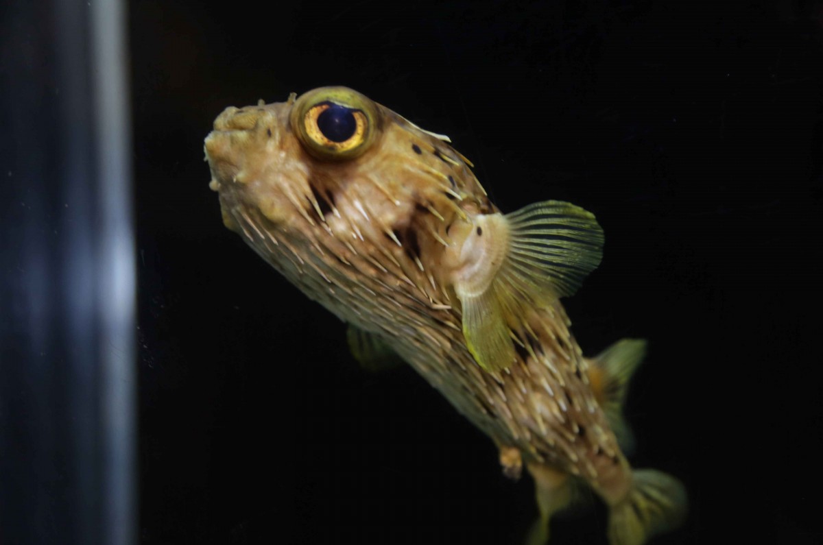 A puffer fish swims through his tank in the aquarium exhibit. Because he was raised in captivity, he rarely displays the behavior that earned his species the nickname “puffer fish.”