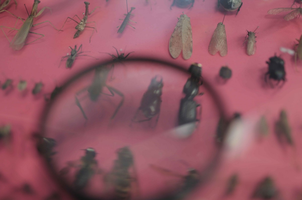 In the naturalist center, people can use a magnifying glass to get a closer look at insects like butterflies, beetles, and grasshoppers.