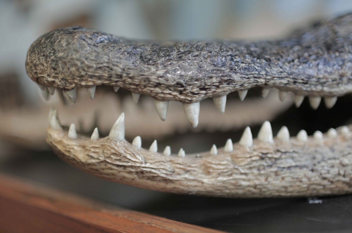 The naturalist center also has models of alligators, gorillas, and even live scorpions and tarantulas.