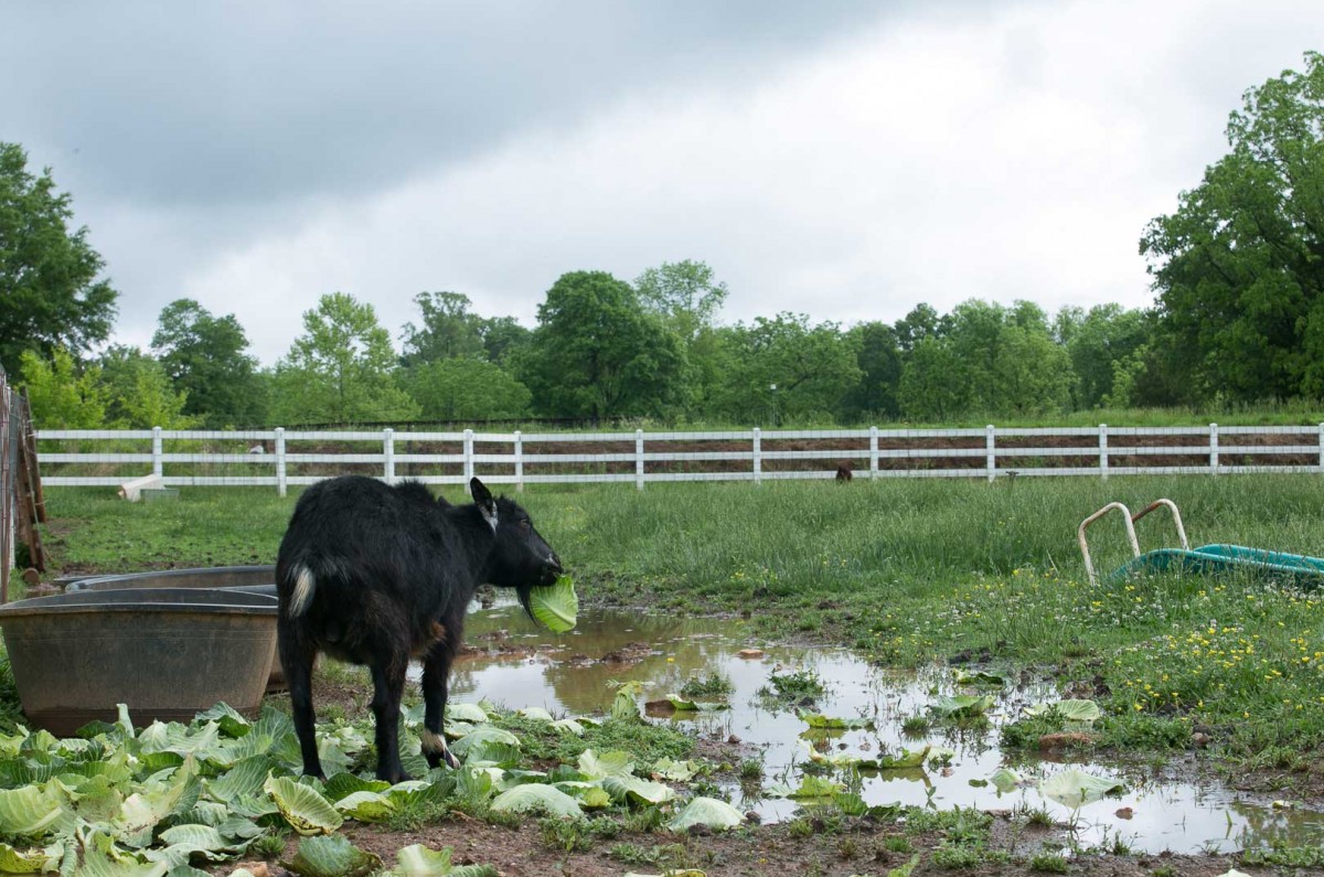 “These animals, many of whom were here before we showed up, have accepted us as part of their world,” Waltuch said of the numerous goats, pigs, chickens, rabbits, ducks, peacocks, and other animals on the farm.