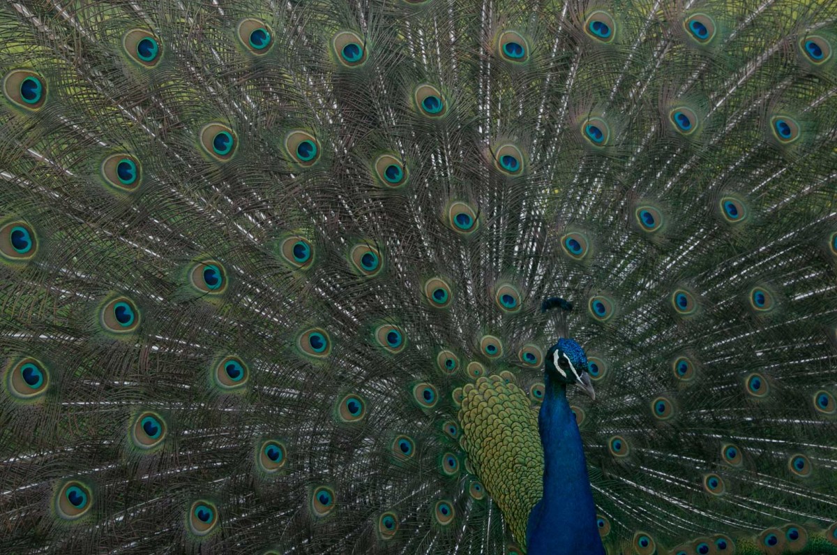 “I like that moment in the morning when I drive in here and it is still,” Waltuch said. “The birds are chirping away and the sun is breaking out over the neighboring pond and there's some mist rising up and the cats are meowing and the peacocks are calling. It's a very alive place, in a way.”