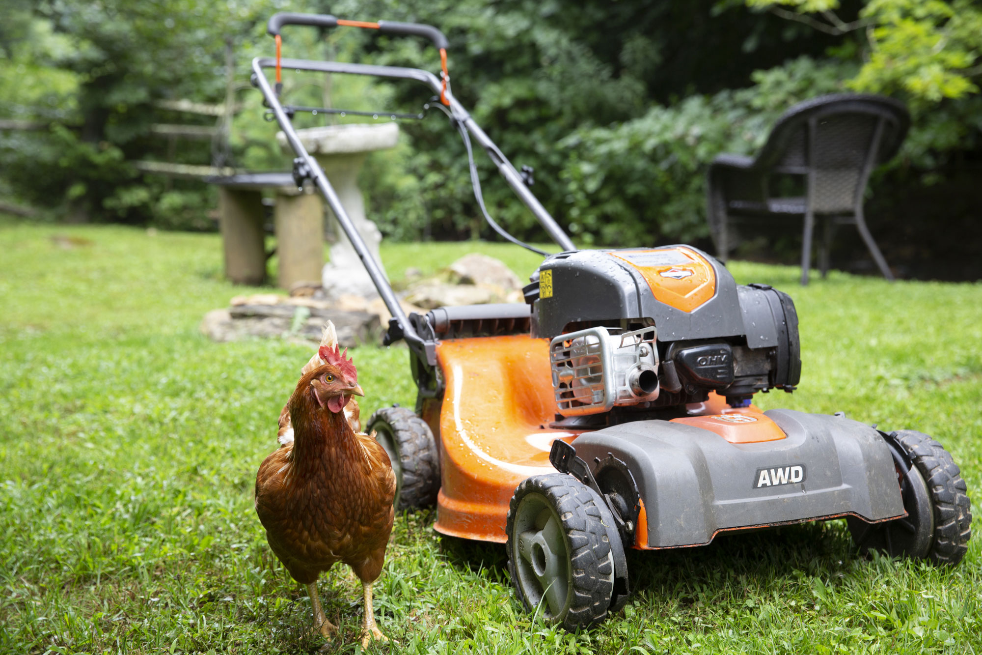 An orange and black lawnmower sits alongside a brown chicken
