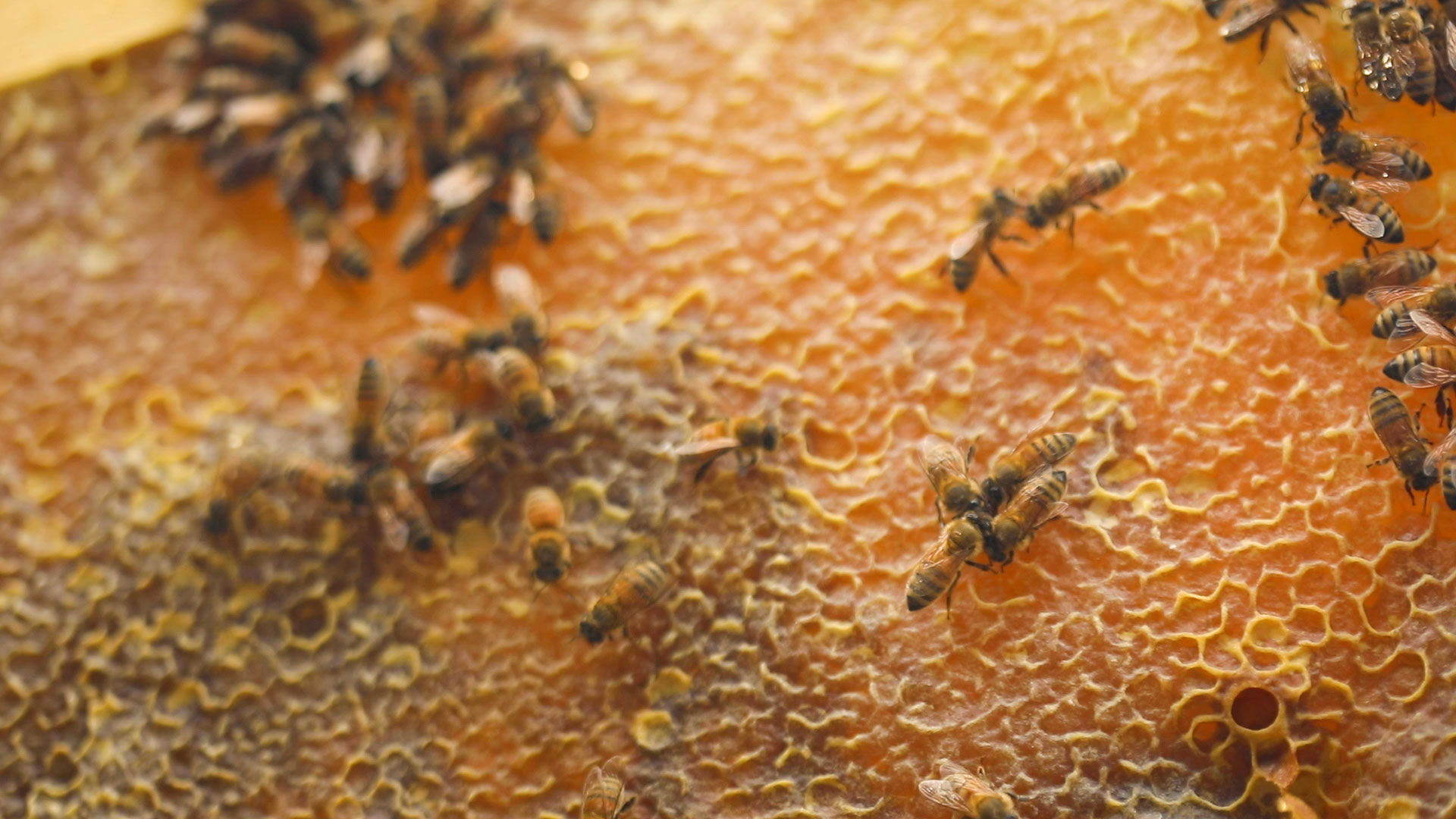 Hordes of bees swarm on a honeycomb