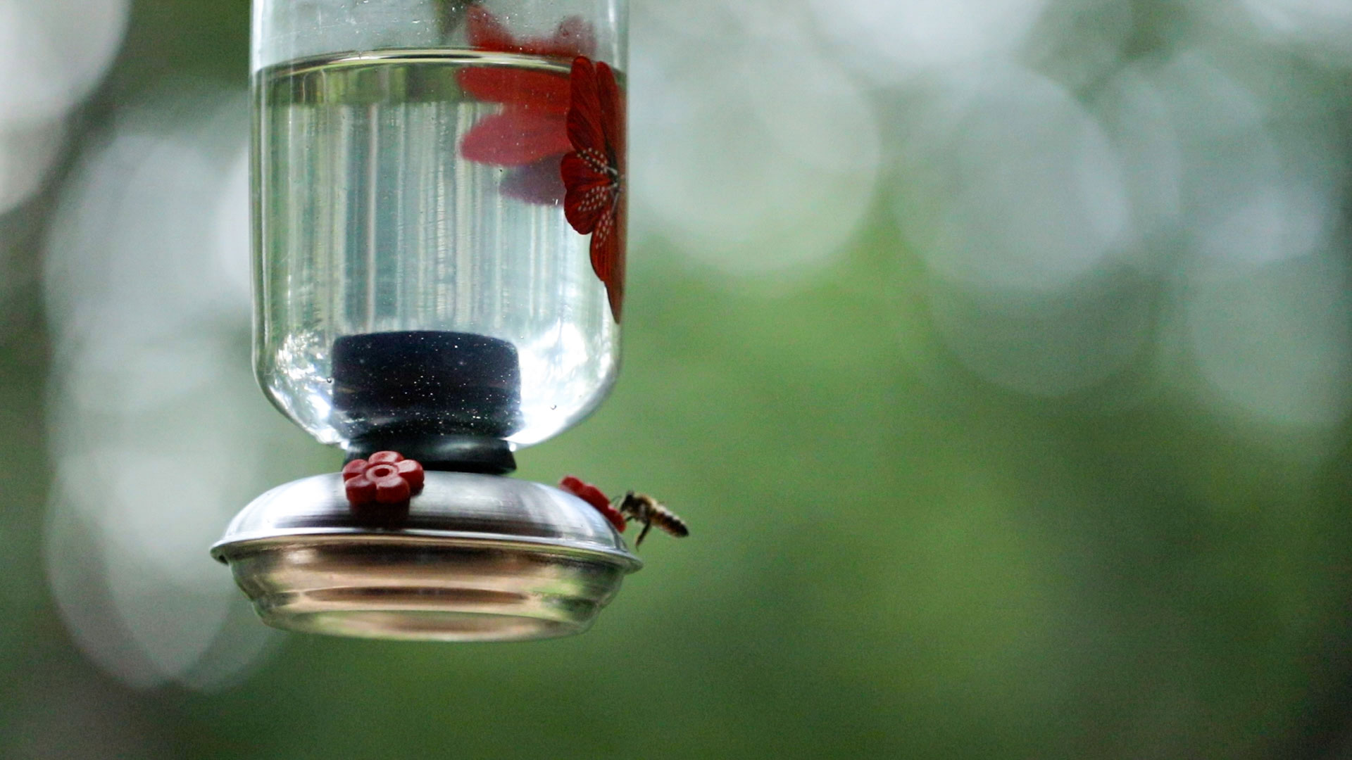 Bird feeder filled with water and flowers and a bee sitting on its side