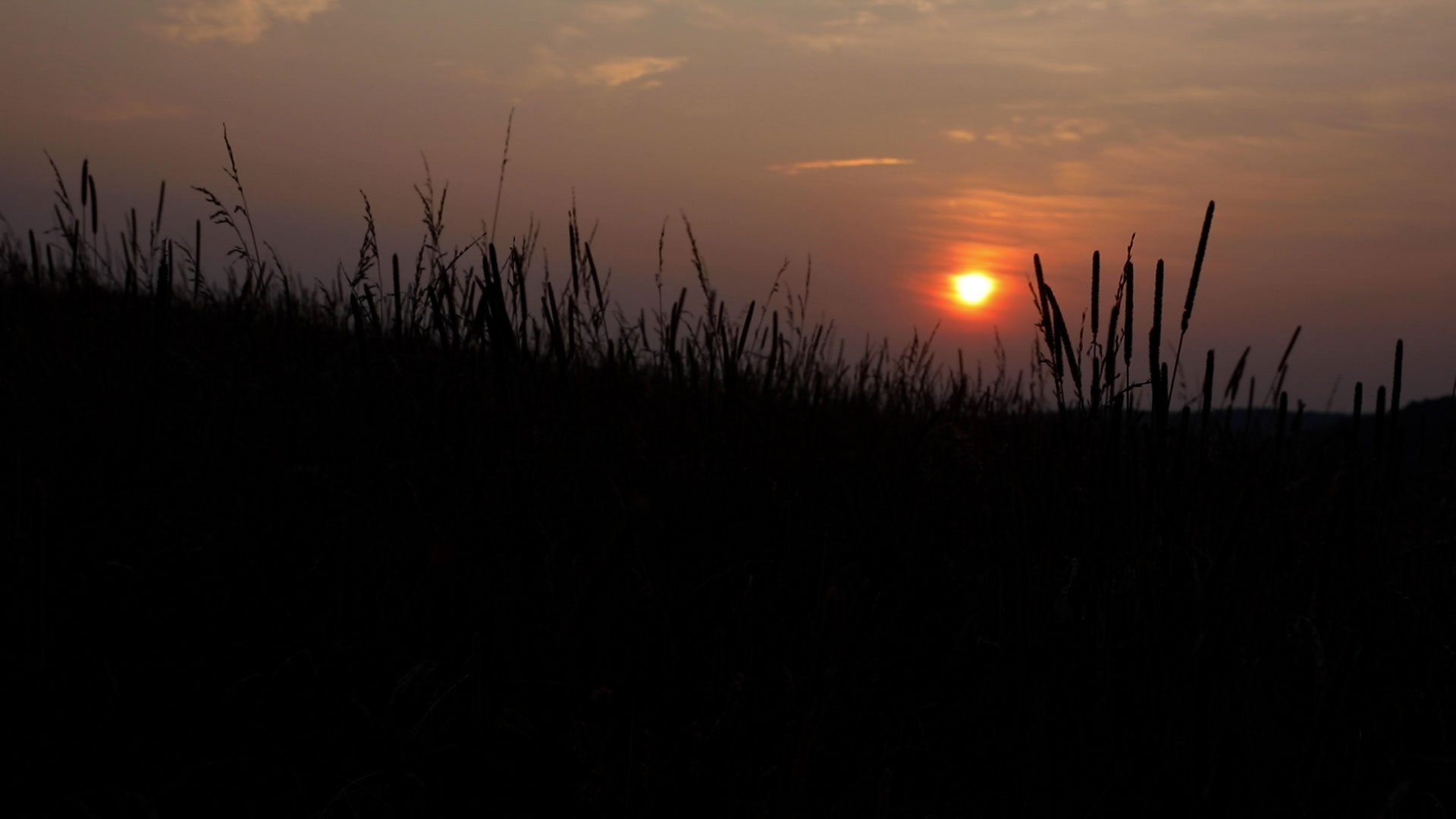 Sun sets over a silhouetted field of reeds