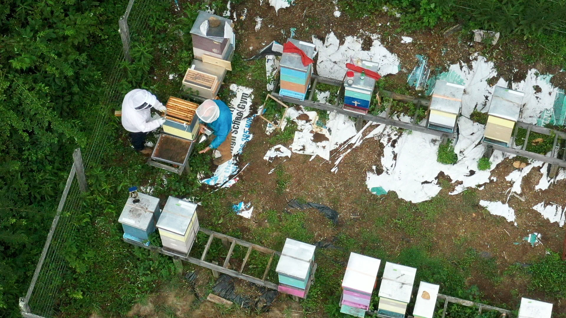 Overhead view of two beekeepers working on a hive with boxes of other hives around them