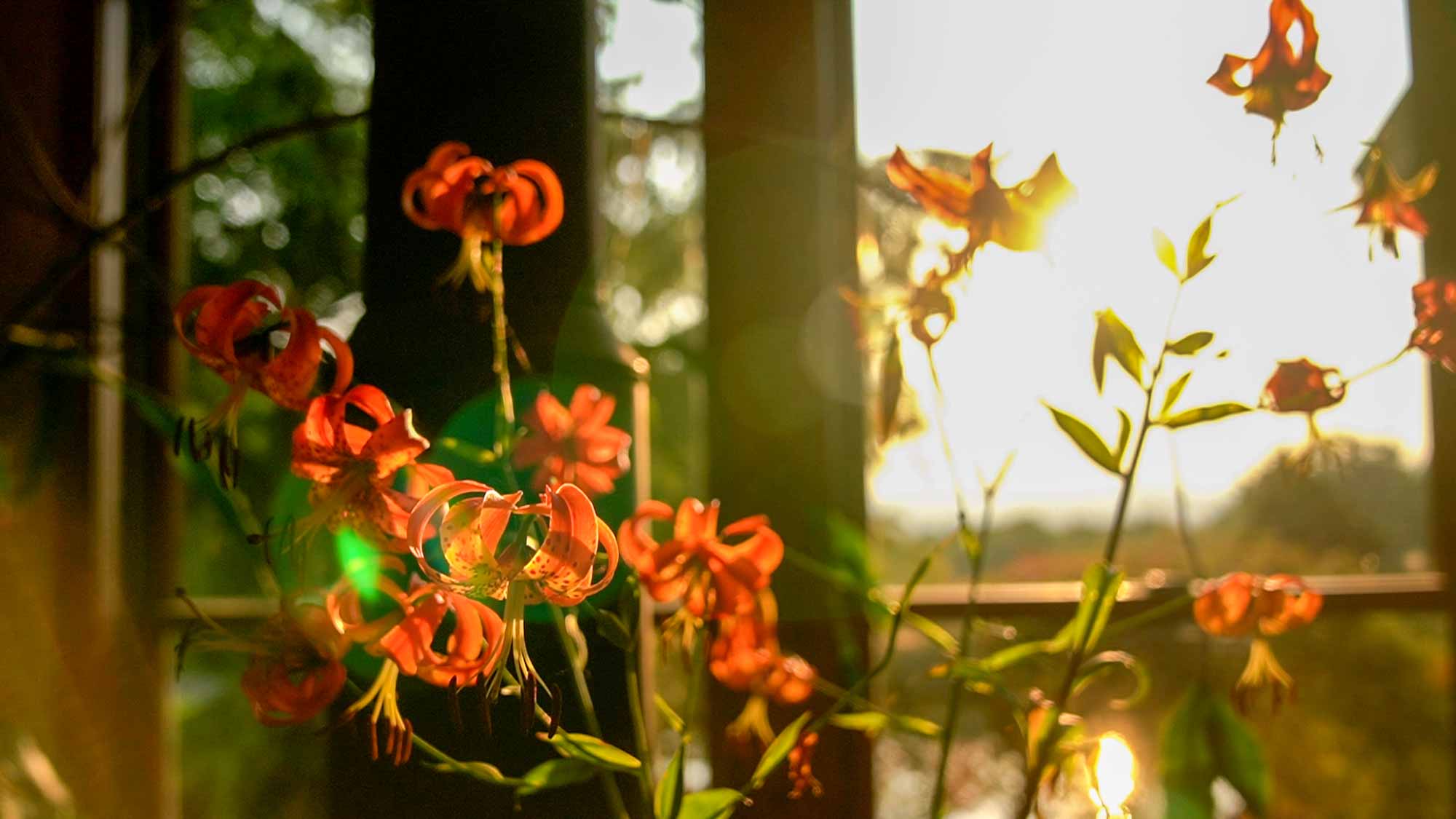 Sunlight peeks through flowers sitting near a window
