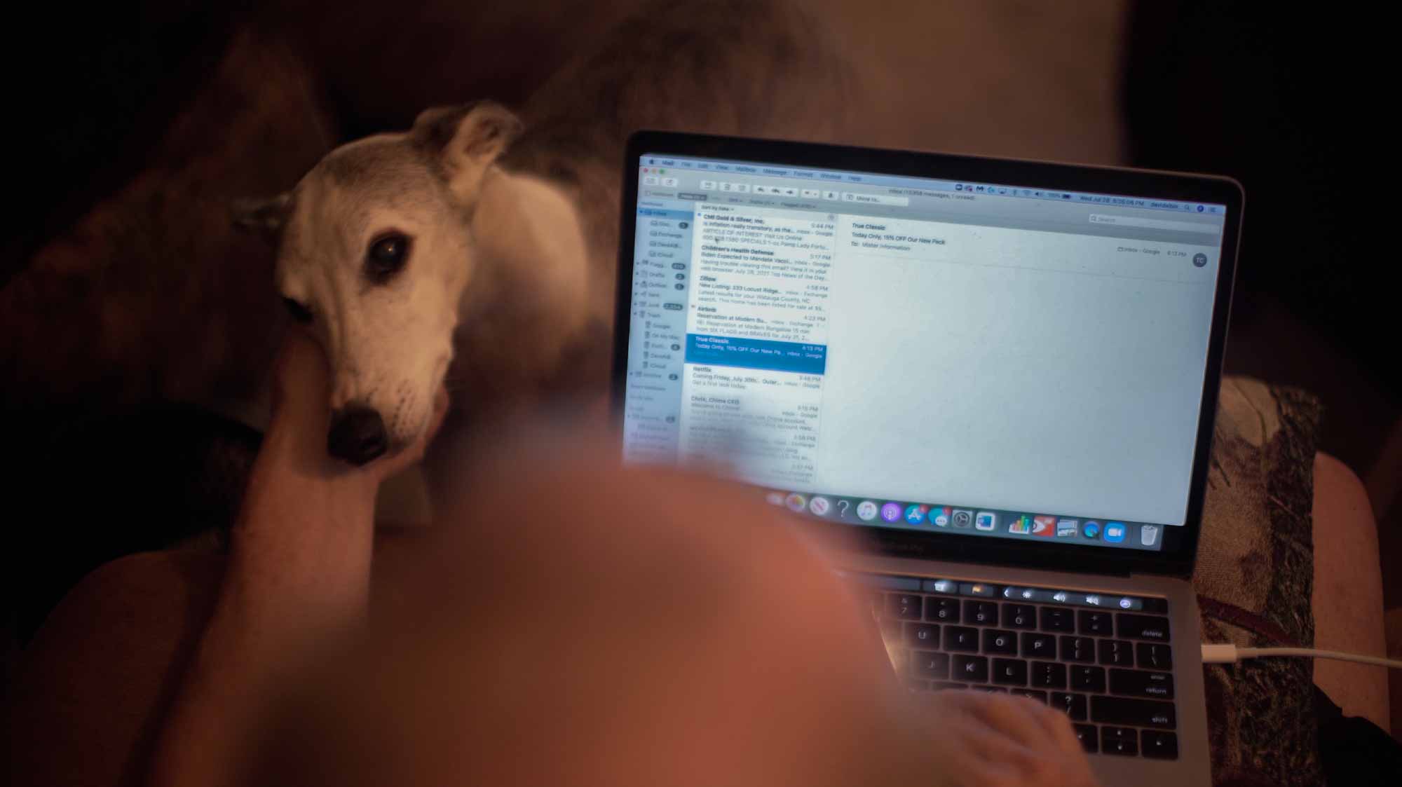 Greyhound rests his head on owner's hand, who is on the computer