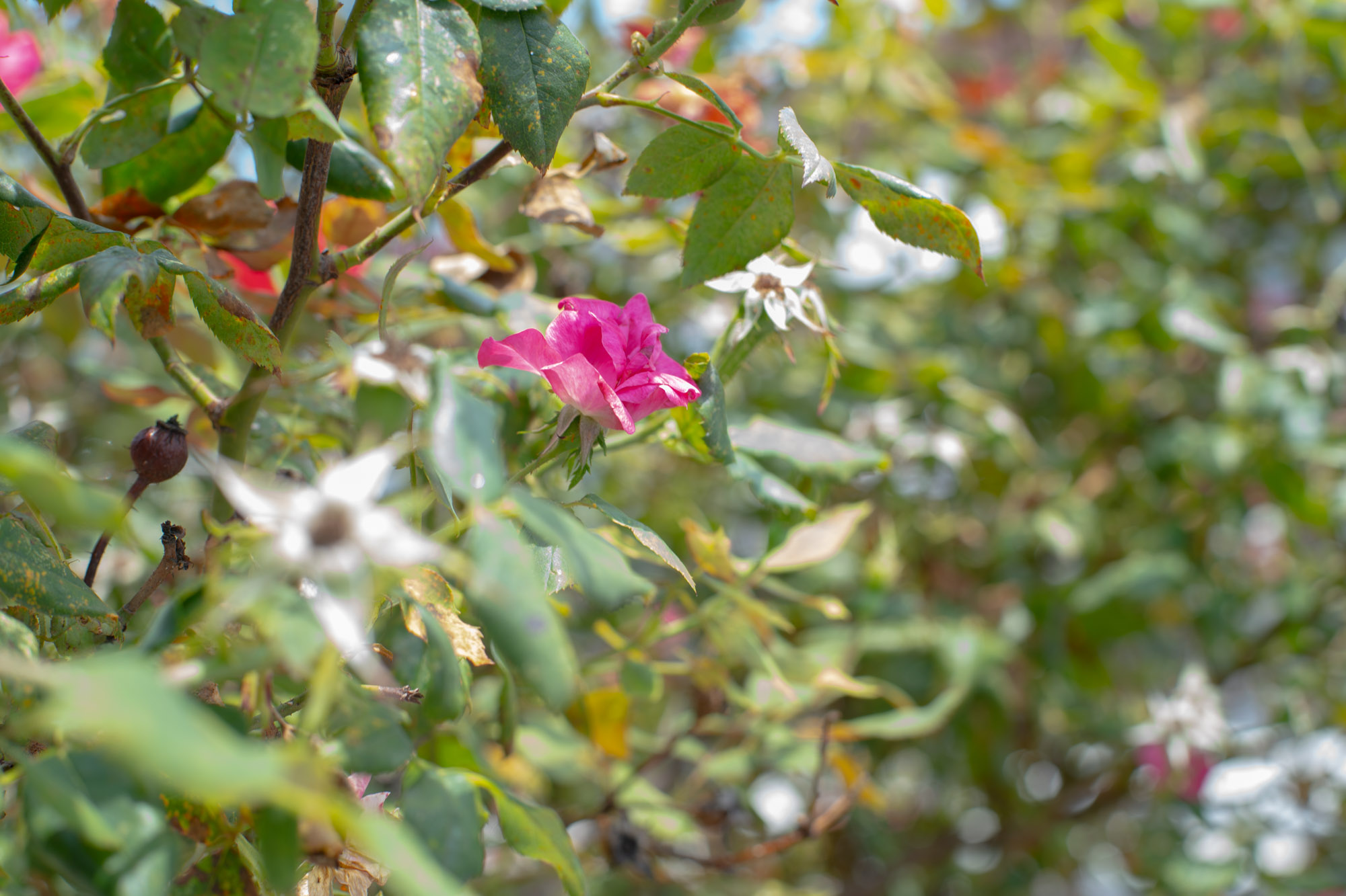A pink flower sits amid bushes